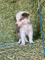 Lilac ABCA , a female Border Collie for sale in Comfort, TX – 5 of 7