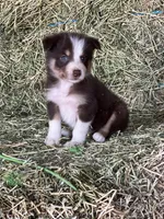 Red white tri ABCA , a male Border Collie for sale in Comfort, TX – 3 of 3