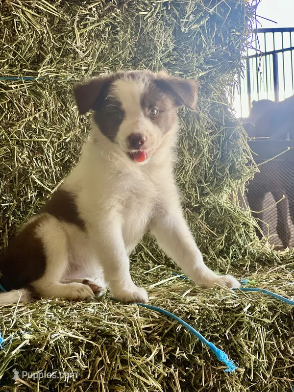 Red white  – Border Collie puppy for sale in Comfort, TX