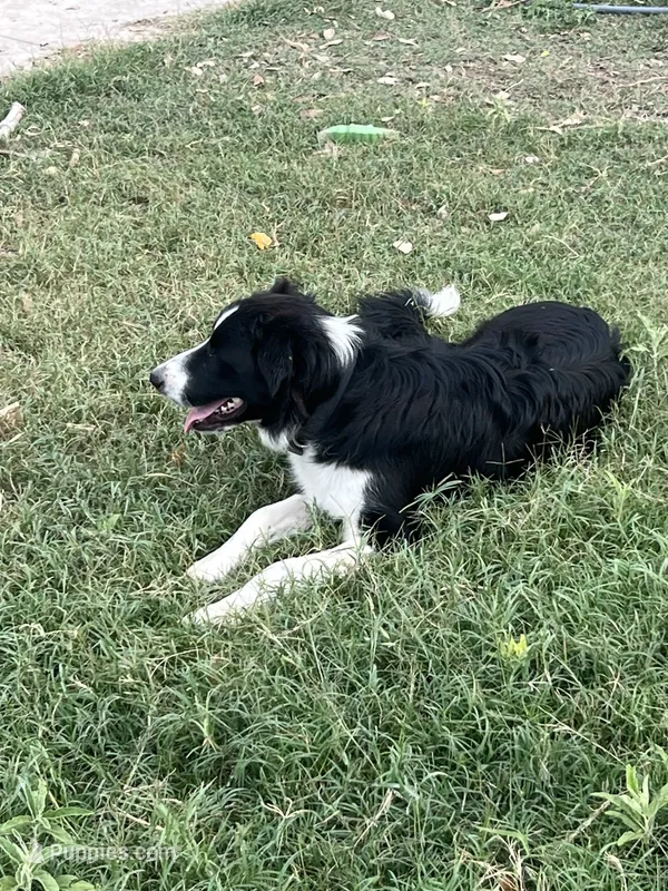 BART  – Border Collie puppy for sale in Comfort, TX