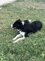 BART , a male Border Collie for sale in Comfort, TX – 1 of 4