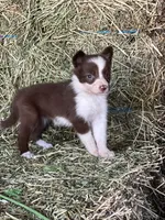 Red white female abca, a female Border Collie for sale in Comfort, TX – 4 of 5