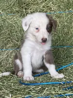 Lilac ABCA , a male Border Collie for sale in Comfort, TX – 4 of 4
