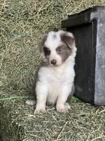 Nars-Lilac ABCA, a male Border Collie for sale in Comfort, TX – 8 of 10