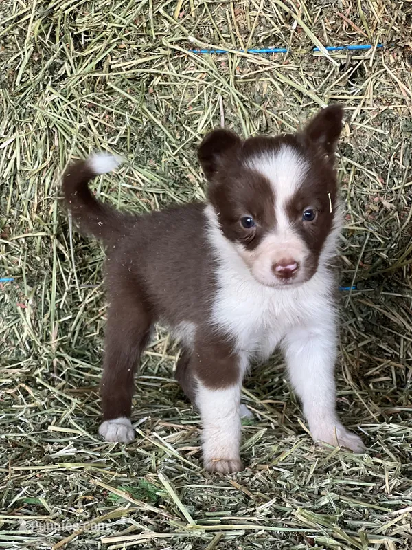 Red white female abca – Border Collie puppy for sale in Comfort, TX