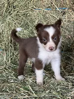 Red white female abca, a female Border Collie for sale in Comfort, TX – 1 of 5