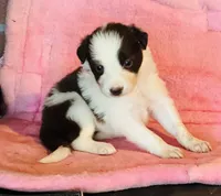 Red white , a female Border Collie for sale in Comfort, TX – 1 of 3