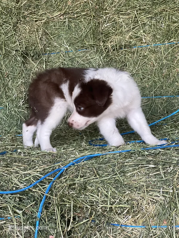 Red white ABCA  – Border Collie puppy for sale in Comfort, TX