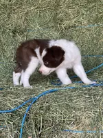 Red white ABCA , a female Border Collie for sale in Comfort, TX – 1 of 5