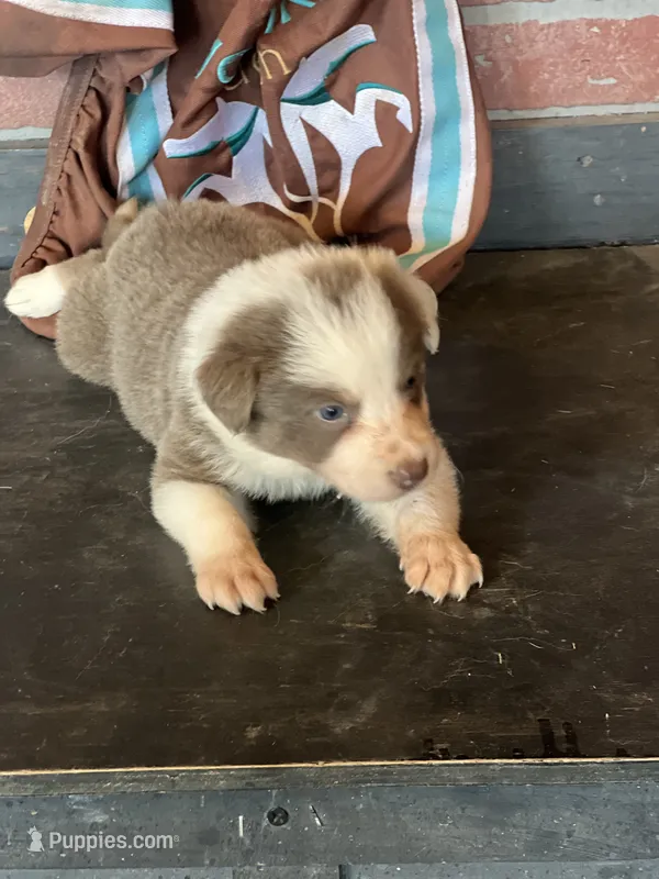 Lilac tri ABCA sport – Border Collie puppy for sale in Comfort, TX