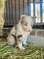 Fendi Red Merle , a male Border Collie for sale in Comfort, TX – Photo 3 of 6