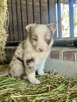 Fendi Red Merle , a male Border Collie for sale in Comfort, TX – Photo 2 of 6