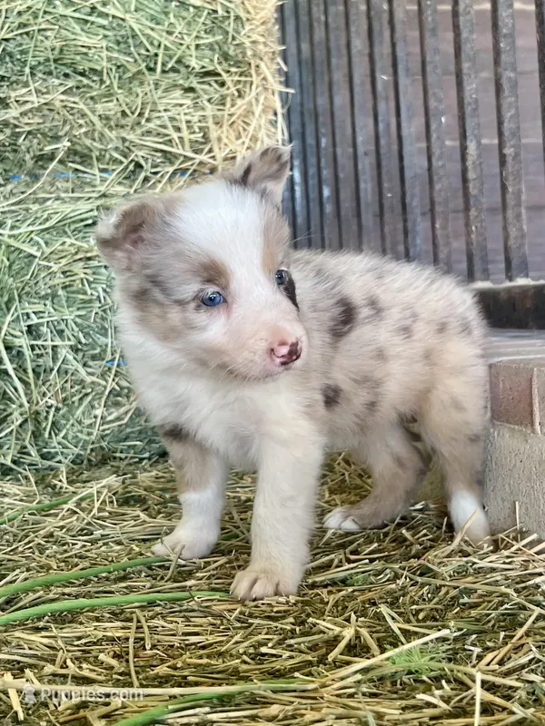 Fendi Red Merle  – Border Collie puppy for sale in Comfort, TX