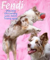 Fendi Red Merle , a male Border Collie for sale in Comfort, TX – Photo 5 of 6