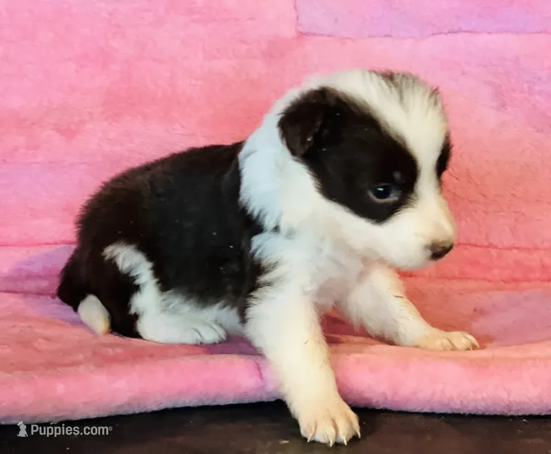 Red white ABCA  – Border Collie puppy for sale in Comfort, TX