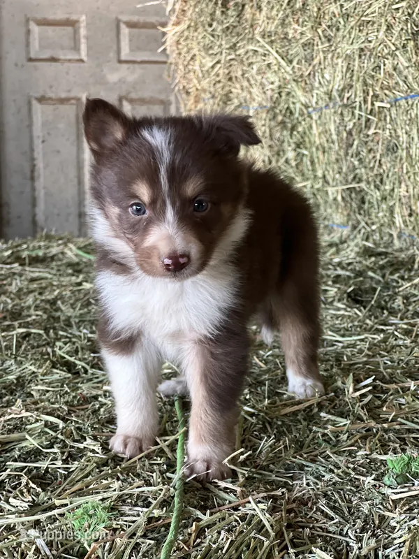 Red white tri M ABCA  – Border Collie puppy for sale in Comfort, TX