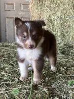 Red white tri M ABCA , a male Border Collie for sale in Comfort, TX – 1 of 3