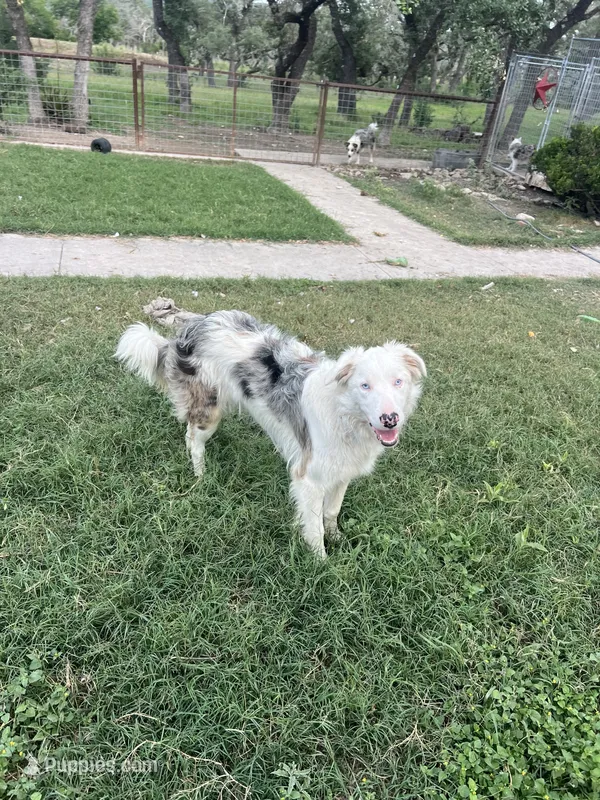 Patches – Border Collie puppy for sale in Comfort, TX