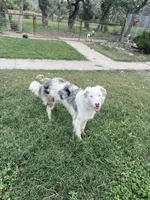 Patches, a male Border Collie for sale in Comfort, TX – 1 of 4
