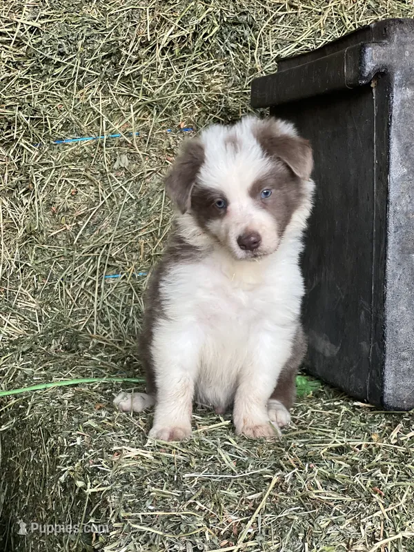 Lila ABCA sport – Border Collie puppy for sale in Comfort, TX