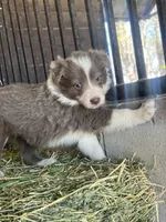 Maybelline lilac , a female Border Collie for sale in Comfort, TX – Photo 5 of 7