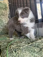 Maybelline lilac , a female Border Collie for sale in Comfort, TX – Photo 4 of 7