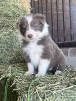 Maybelline lilac , a female Border Collie for sale in Comfort, TX – Photo 3 of 7
