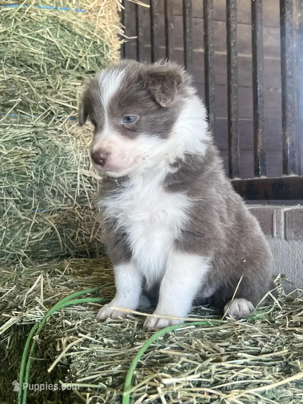 Maybelline lilac  – Border Collie puppy for sale in Comfort, TX