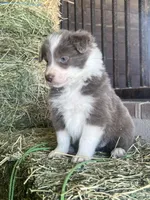 Maybelline lilac , a female Border Collie for sale in Comfort, TX – Photo 1 of 7