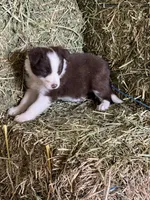 Red white ABCA , a male Border Collie for sale in Comfort, TX – 8 of 8