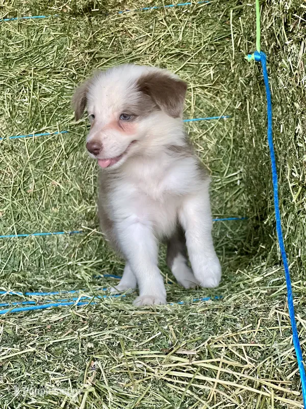 Lilac ABCA  – Border Collie puppy for sale in Comfort, TX
