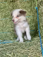 Lilac ABCA , a female Border Collie for sale in Comfort, TX – 1 of 7