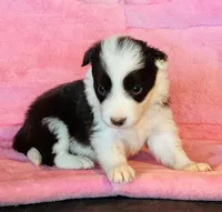 Red white ABCA , a female Border Collie for sale in Comfort, TX – 2 of 2