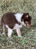 Red white tri M ABCA , a male Border Collie for sale in Comfort, TX – 2 of 3
