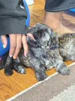 Tyga, a male Shihpoo and Shih Tzu for sale in Dacula, GA – 3 of 4