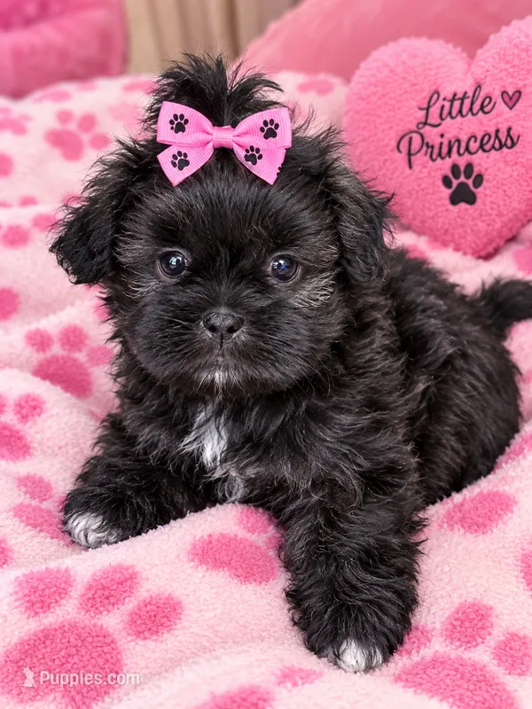 Izzy  – Shihpoo, Shih Tzu puppy for sale in Dacula, GA
