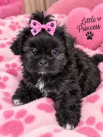 Izzy , a female Shihpoo and Shih Tzu for sale in Dacula, GA – 1 of 3