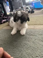 Wynter, a female Shihpoo and Shih Tzu for sale in Dacula, GA – 5 of 5