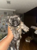 Tyga, a male Shihpoo and Shih Tzu for sale in Dacula, GA – 4 of 4