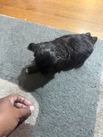 Izzy , a female Shihpoo and Shih Tzu for sale in Dacula, GA – 3 of 3
