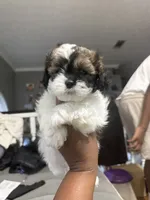 Wynter, a female Shihpoo and Shih Tzu for sale in Dacula, GA – 4 of 5