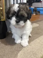 Wynter, a female Shihpoo and Shih Tzu for sale in Dacula, GA – 3 of 5