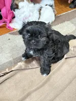 Izzy , a female Shihpoo and Shih Tzu for sale in Dacula, GA – 2 of 3