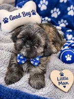 Tyga, a male Shihpoo and Shih Tzu for sale in Dacula, GA – 1 of 4