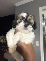 Wynter, a female Shihpoo and Shih Tzu for sale in Dacula, GA – 2 of 5