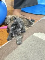 Tyga, a male Shihpoo and Shih Tzu for sale in Dacula, GA – 2 of 4