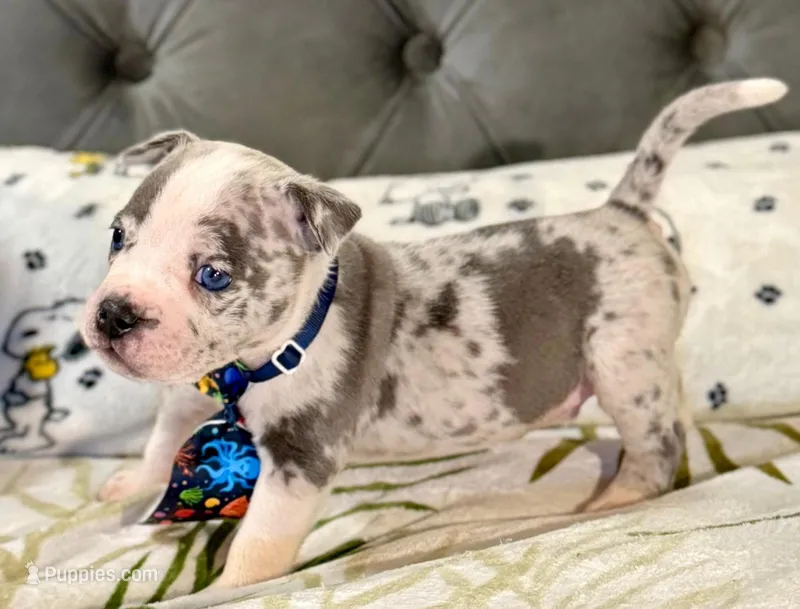 Three – American Bulldog puppy for sale in Hammonton, NJ