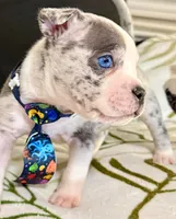 Three, a male American Bulldog for sale in Hammonton, NJ – Photo 3 of 3