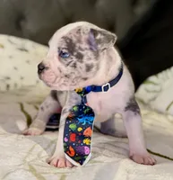 Three, a male American Bulldog for sale in Hammonton, NJ – Photo 2 of 3