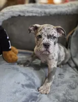 One , a male American Bulldog for sale in Hammonton, NJ – 2 of 9